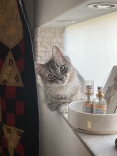 招き猫♡猫がいるマッサージサロン店でダブルの癒し！
